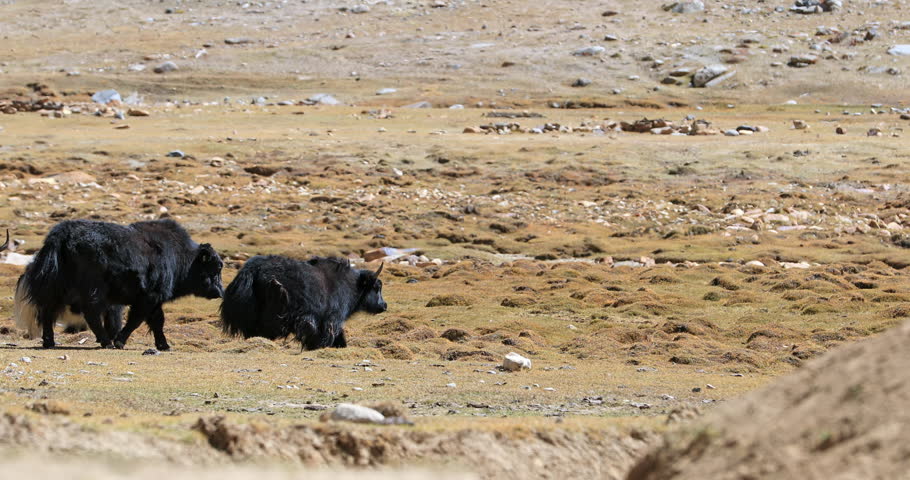 Herd of himalaya yaks run together on mountain valley in Ladakh Royalty-Free Stock Footage #1110015235