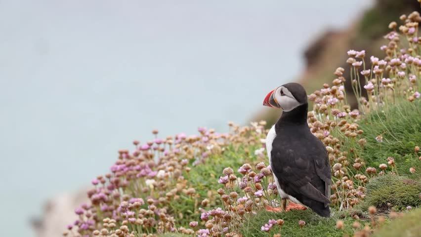 Atlantic Puffin Getting Startled by Other Puffins and Making Itself Bigger, Ireland Royalty-Free Stock Footage #1110016185
