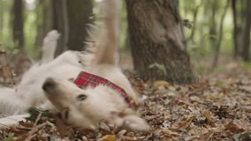Happy and adorable Golden Retriever dog with a red bandana, joyfully rolling in the autumn leaves in the forest, then shaking off and running towards the camera and out of frame - Powered by Shutterstock - Get 15% off with code: PIKWIZARD15