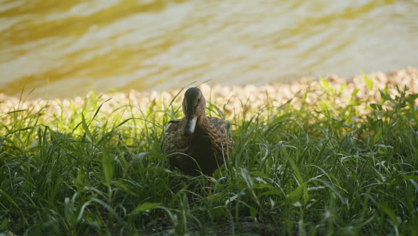 Duck swimming on the beautiful lake close-up. The sun falls on a pond in a lovely park. A view of water with sunshine