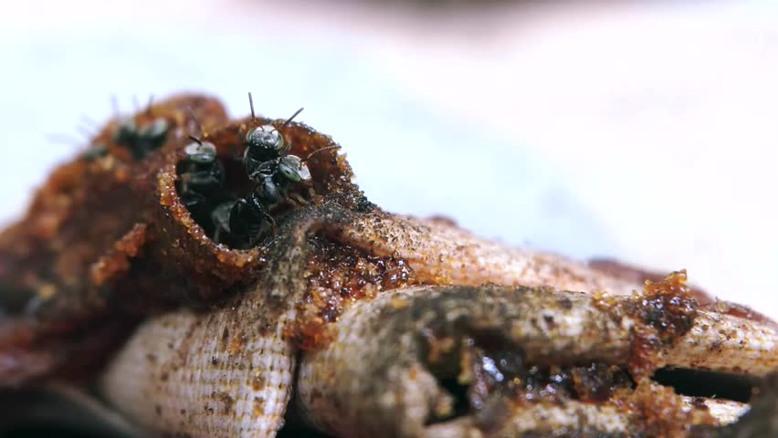 Close up Video of Trigona sp. (Stingless Bees) Colony Guarding Their Entrance of the Hive