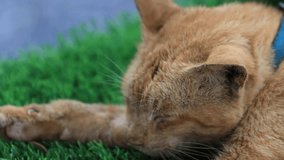 the cat sleeps on the grass happy family. Brown Color cat sleeps on a window in the rays of sunlight cute video. cat lifestyle pet family member.