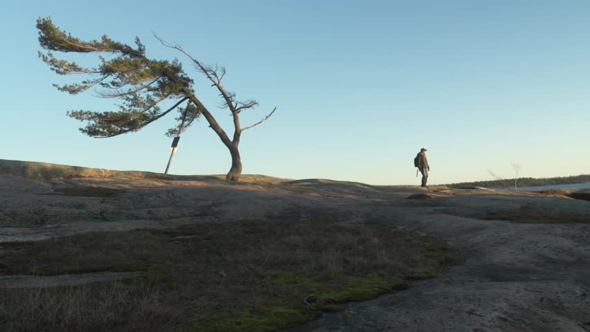 Canadian man hikes to iconic bent tree in Killbear Provincial Park during sunset