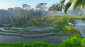 amazing paddy rice fields with palm trees at sunrise in the tropics, idyllic aerial landscape of Bali rice fields, tourism in Indonesia, Asian rice plantation. High quality 4k footage