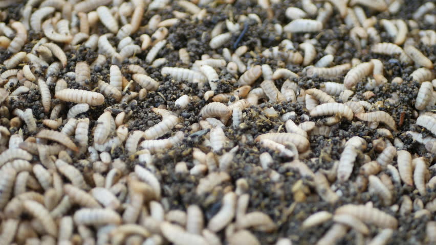 Close up of Black soldier fly (BSF) larvae or maggot, Hermetia Illucens  insect farms for fish and poultry feed