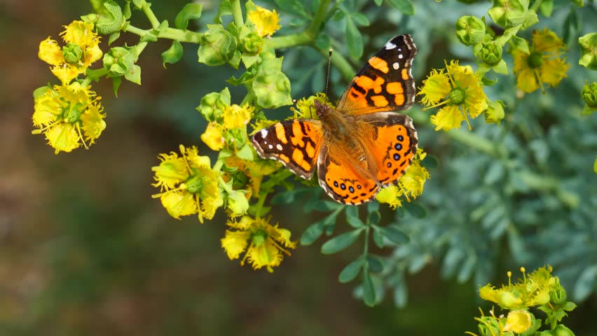 
Beautiful monarch butterfly on yellow rue flowers in a natural environment Royalty-Free Stock Footage #1110028647