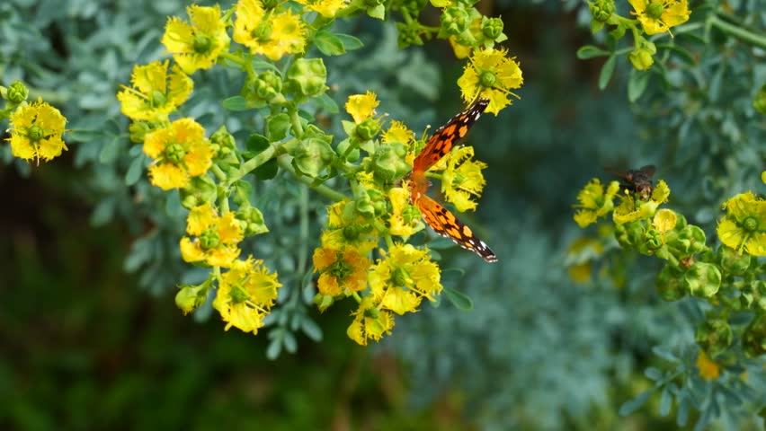 Beautiful butterfly on the rue plant with yellow flowers, beautiful insects Royalty-Free Stock Footage #1110028793