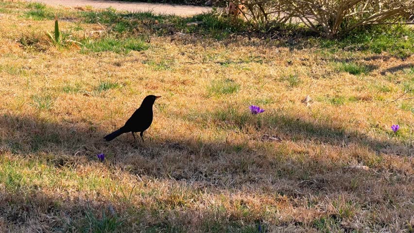 Blackbird is on the grass