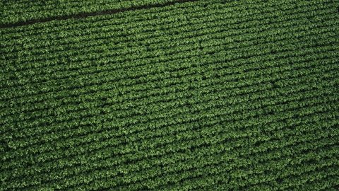 Flying over soybean field at diffused light. Aerial view. Soybean crop. Agriculture.: stockvideo