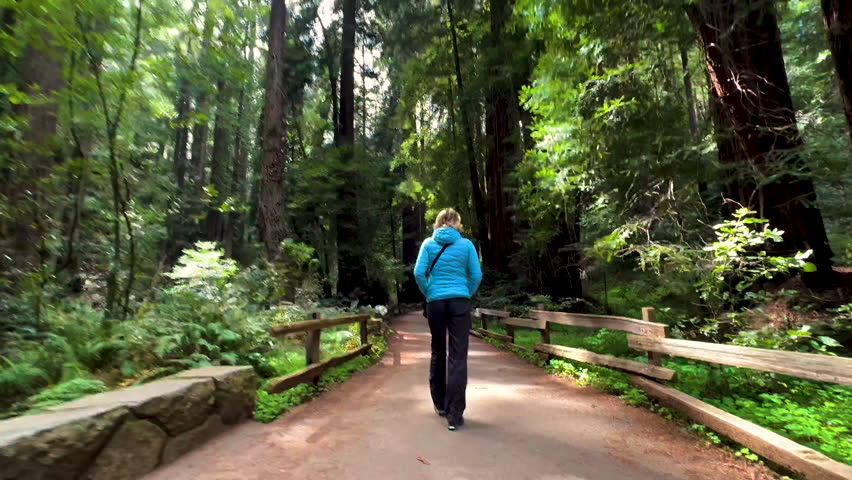 POV Muir woods female walking in giant Redwood Sequoia forest a famous National Monument California USA travel tourism
