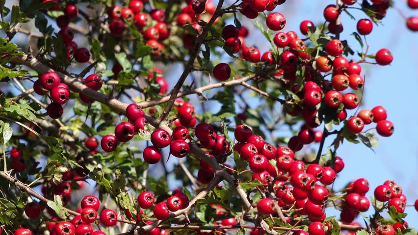  red fruits at the hawthorn in the natue in autumn