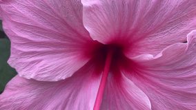 Close-up Video of Hibiscus in the Garden