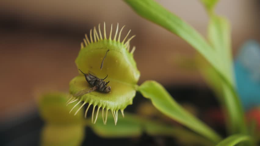 Venus flytrap catching a fly.
