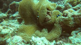 Discover the fascinating symbiotic relationship between clownfish and their anemone home in this underwater video. 