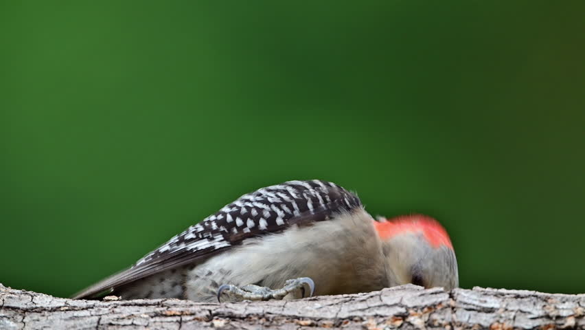 Female Red-bellied Woodpecker feeding on a fallen dead oak tree
