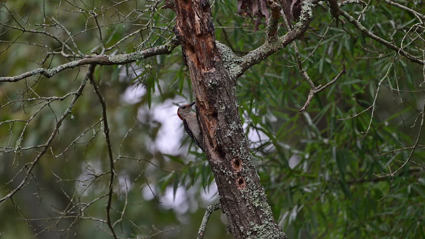 Female Red-bellied Woodpecker feeding on a dead tree, and on the dead limb of a standing oak tree.