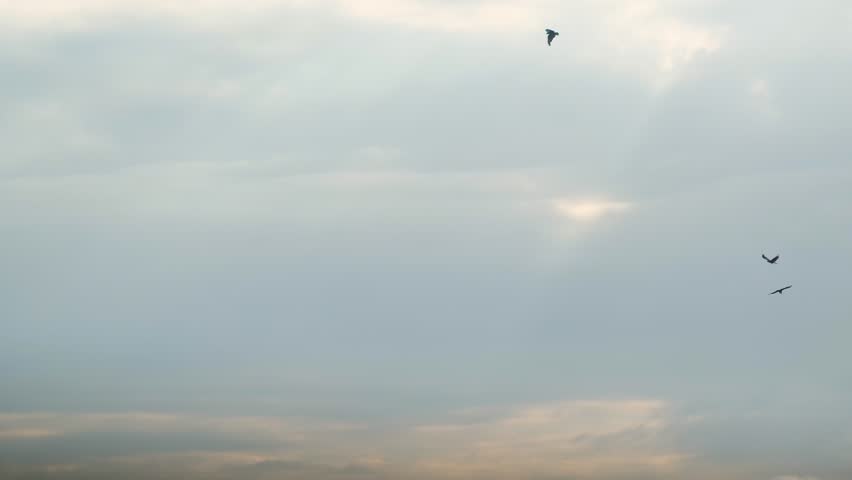 Flock Of Predators Hunting For Food - Bird Of Prey In Sunset Sky. Slow Motion