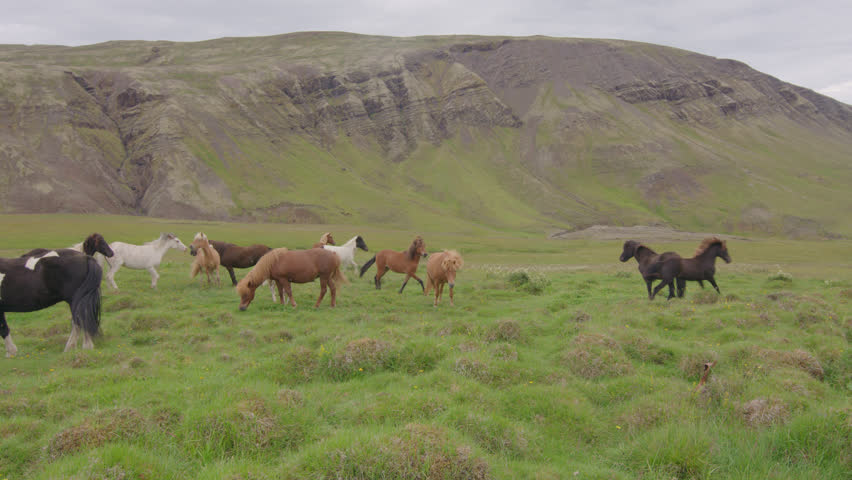 Young playful Icelandic ponies rearing in mountain pasture | Shutterstock HD Video #1110056833