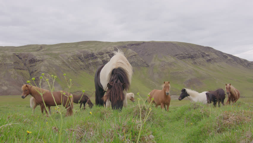 Young Icelandic ponies in mountain pasture ground level | Shutterstock HD Video #1110056835