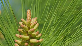 Flowering Pine Branch. Pine With Flowering Cones And Pollen. Tender Little Green Pine Cones In The Spring Garden. Close up. - Powered by Shutterstock - Get 15% off with code: PIKWIZARD15