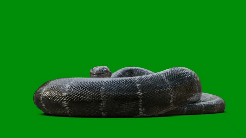 Snake effect green screen, 3D Animation, Ultra High Definition, 4k video Royalty-Free Stock Footage #1110057941