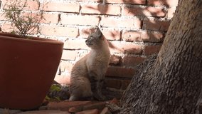 Cat looking back in a sunny garden with a red brick fence