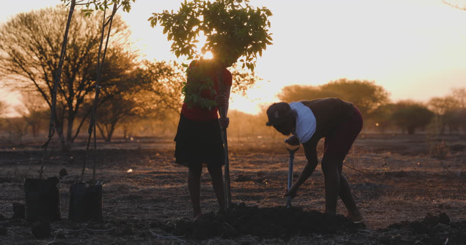 Two Black African woman farmers planting trees to combat climate change and global warming in Africa.