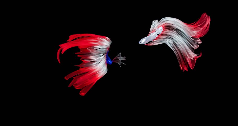 Fighting fish are fighting. Fish with the colors of the Thai and Japanese flags, blue, white, red. Aquatic animals are swimming together. 3d rendering