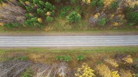 Autumn landscape view of the road in the forest, aerial video filming