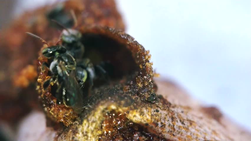 Close up Video of Trigona sp. (Stingless Bees) Colony Guarding Their Entrance of the Hive