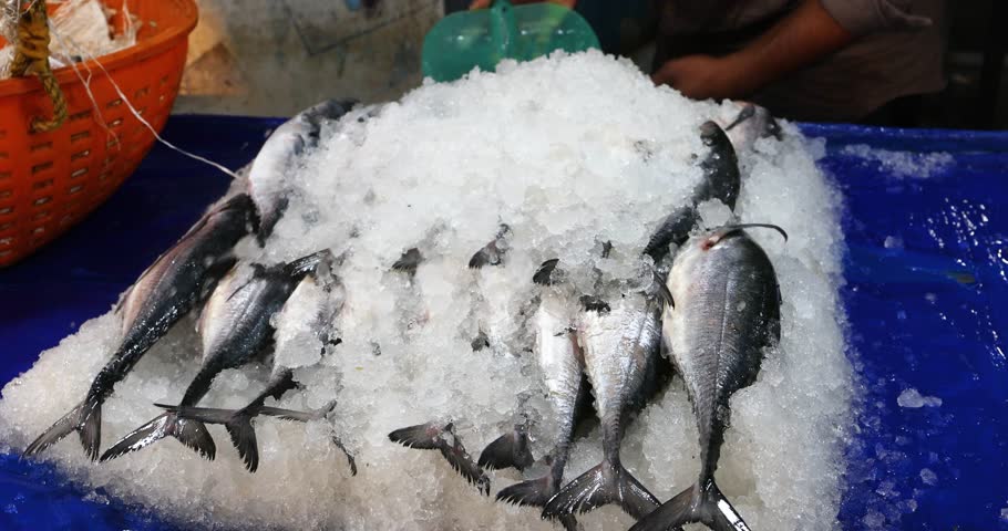 Freshly caught tuna, chilled on ice, is available for sale at the bustling fish markets of Asia, particularly in India. Fishermen bring in their prized tuna catch, ready to be purchased  Royalty-Free Stock Footage #1110065455