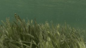 4K footage series of a crocodile in Cuban waters. Features medium shots of the crocodile face-on underwater, with close-ups focusing on its jaws. Check similar videos in my gallery.