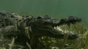 4K footage series of a crocodile in Cuban waters. Features medium shots of the crocodile face-on underwater, with close-ups focusing on its jaws. Check similar videos in my gallery.