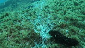 Three-part video series capturing the intricate defense mechanism of a sea cucumber: wide, medium, and close-up shots available. Witness the sea cucumber ejecting its defensive filaments.