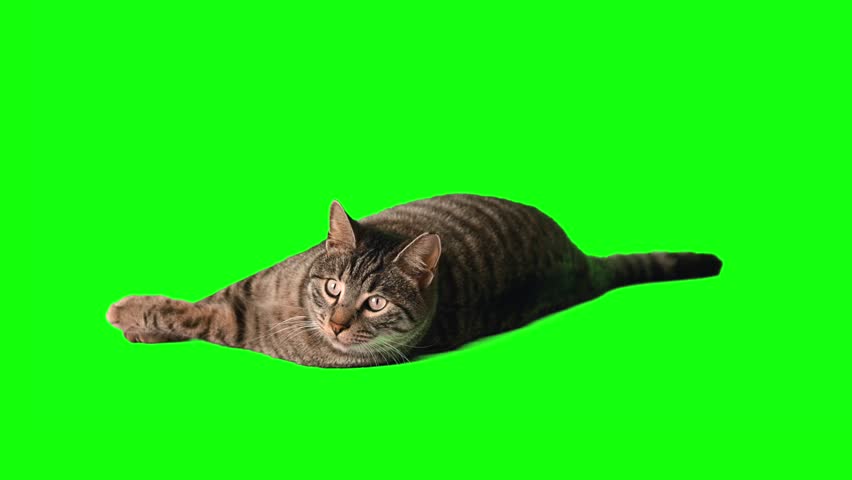 Cute tabby cat on green screen IN 4K RESOLUTION. Royalty-Free Stock Footage #1110069615