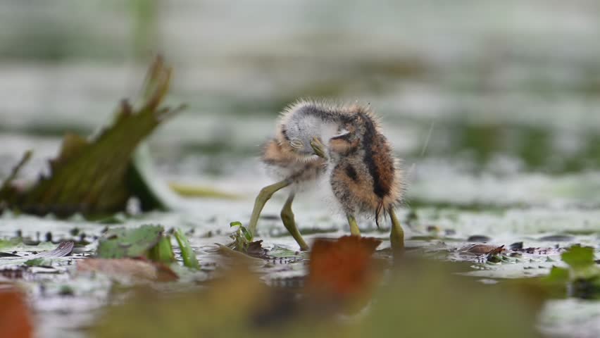 Chicks of Pheasant tailed jacana - Close up in Morning on Floating leaf of Water lily