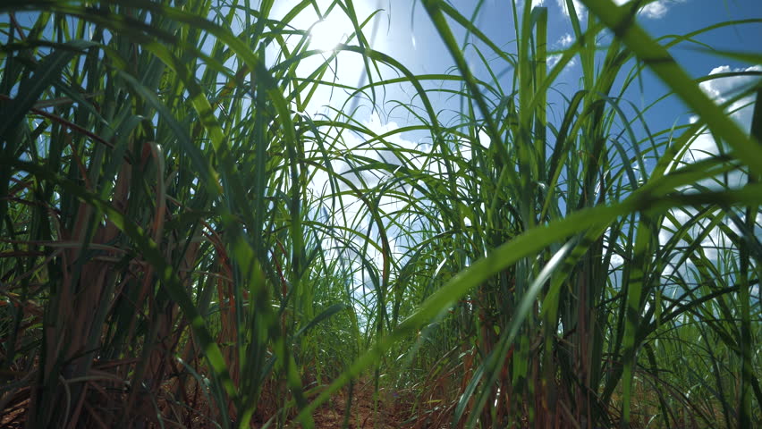 Close-up of sugar cane leaves and fruits | Shutterstock HD Video #1110070813