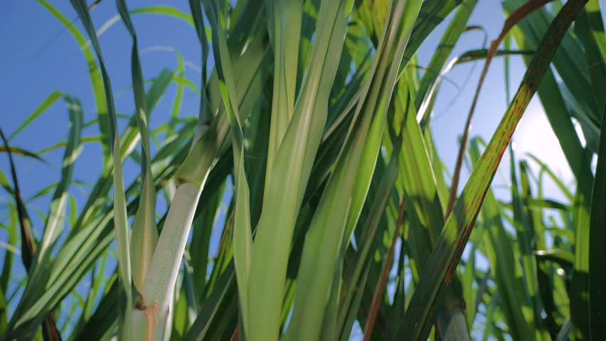 Close-up of sugar cane leaves and fruits