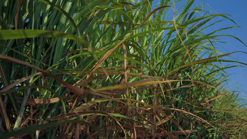 Close-up of sugar cane leaves and fruits | Shutterstock HD Video #1110070841