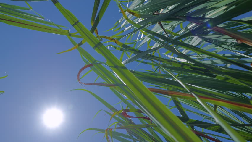 Close-up of sugar cane leaves and fruits | Shutterstock HD Video #1110070855