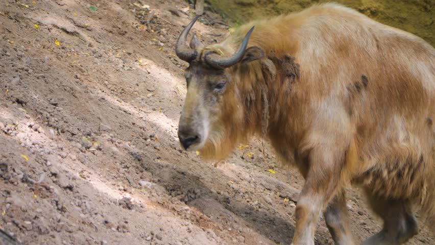 Close up of a  takin goat antelope walking up a hill.