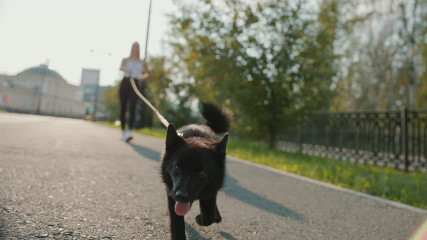View from below, close up of dog grimace wet nose, try to touch camera. Young woman walking black sheepdog pet on leash, summer park