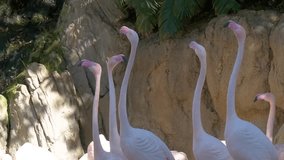 In a 4K slow-motion video, pink flamingos at the zoo.
