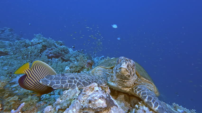 Sea turtle and vibrant Emperor Angelfish underwater close up. Exotic marine animals swimming undersea close view, deep ocean life exploring | Shutterstock HD Video #1110080637
