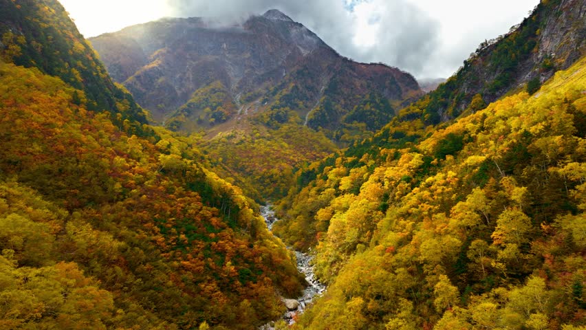 Scenic autumn mountain landscape with colourful fall forest in a mountain valley, aerial shot of golden autumn trees in Karasawa valley in Japanese Alps, autumn in Japan. High quality 4k footage