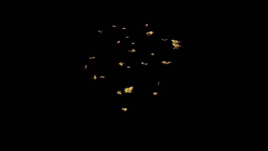 Tortoise Shell Butterflies - Swarm Flying Around Screen  - MS - Realistic 3D animation loop with alpha channel on transparent background