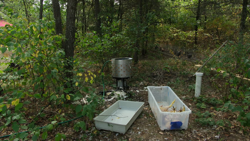 Small rotary plucking machine and scald chickens in bucket prepared for processing while live animals walks in background woods through tunnel connected with outdoor enclosure and chickens coop.
