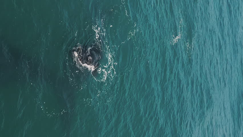 The southern right whale calf plays in the water. Eubalaena australis. Mother and calf of the Right Whales swim near Brazilian shore near the town of Imbituba. Royalty-Free Stock Footage #1110086331