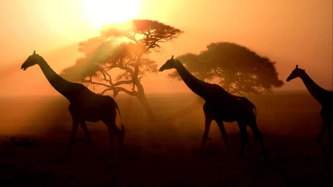 A group of northern giraffes walking at sunset. 4k Resolution : vidéo de stock
