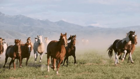 Humans sitting on horses are running wild horses between mountains 4k Resolution Vídeo Stock